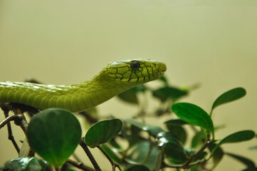 Obraz premium Green mamba