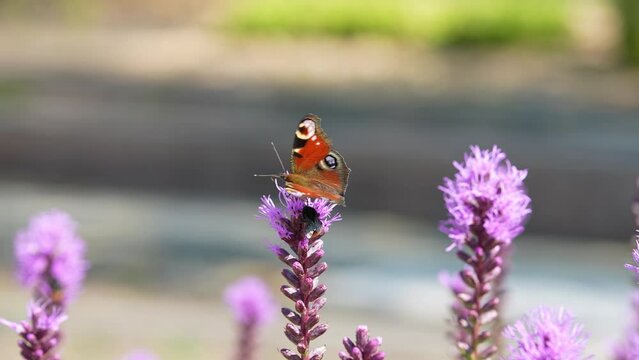 Butterflies and bees on meadow flowers swaying beautifully in the wind. pollination of plants. Summer sunny day. Slow motion 4k