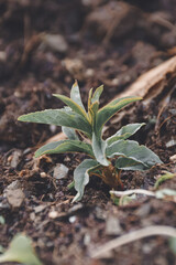 Plantula de almendro 
