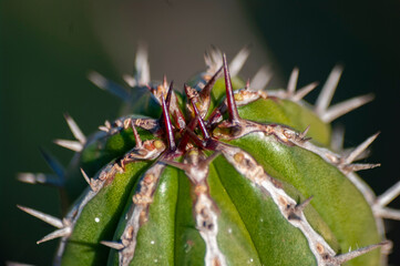 close up of a cactus