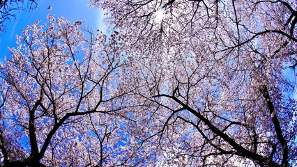 魚眼レンズで撮影した満開の桜と木々と青空