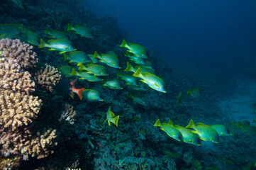 Fototapeta na wymiar Gruppo di pesci dolcilabbra, Plectorhinchus gaterinus, sulla barriera corallina