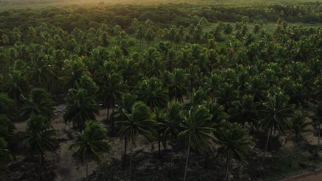 sunset with coconut trees at beach sea ocean sand waves aerial drone shot