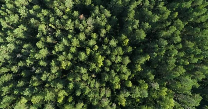 4K top view  above aerial green forest
