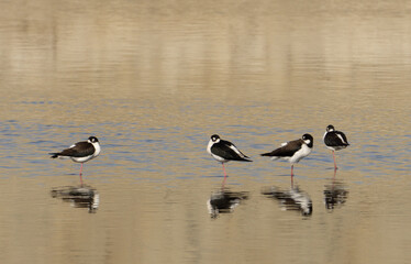 black necked stills on Santa Ana River