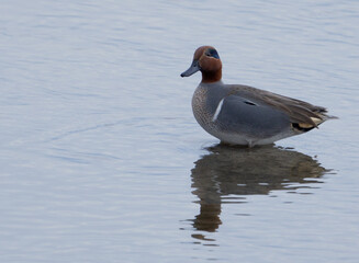 male green winged teal swimming on a river 
