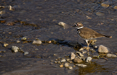 killdeer at the edge of the river