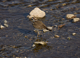 killdeer on a river