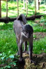 White-Crowned Mangabey