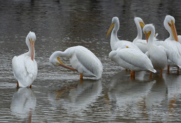 pelicans on the water