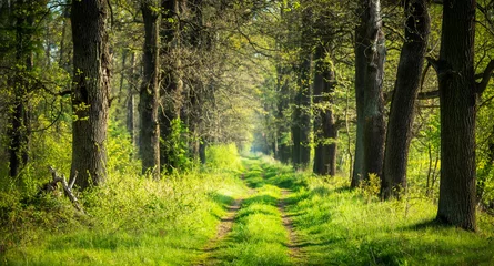 Sommerliche Waldlandschaft © alexugalek