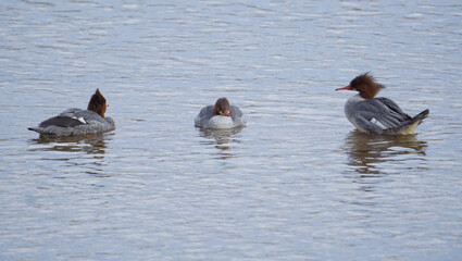 three ducks swimming on a lake