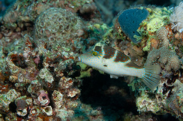 Pesce palla della famiglia Canthigaster tra la barriera corallina