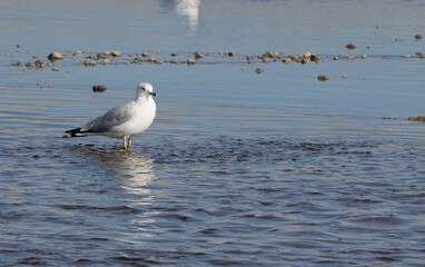 seagull on the beach