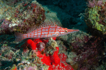 Pesce falco reticolato, Oxycirrhites typus, appoggiato su una roccia © Massimo