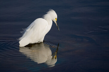 snowy egret in flight