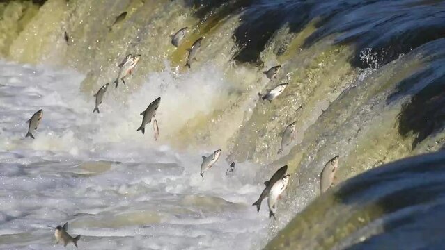 Fishes go for spawning upstream. Vimba jumps over waterfall on the Venta River. Kuldiga, Latvia.