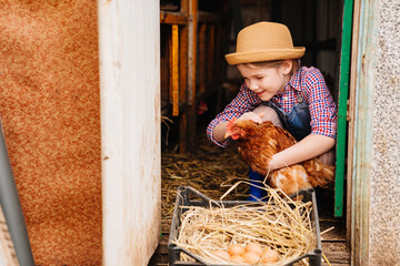 a little girl holds and strokes a red hen near a nest of eggs. laying hen. © andrey