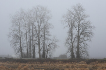 Group of trees in a very foggy afternoon at the marshes
