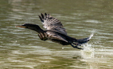 Cormorants