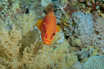 Cernia rossa a pois, Cephalopholis miniata, tra la barriera corallina