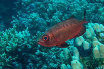 Priacanthus hamrur. o pesce mascherato con la coda a falce