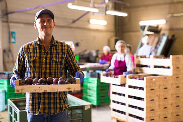Portrait of male gardener posing with boxe with ripe plums at agriculture manufacture