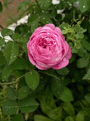 Rosa