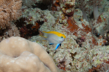 Castagnola, Neoglyphidodon melas, nascosta tra i coralli © Massimo
