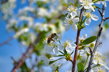 A close-up honey bee pollinates one of the white flowers of a cherry tree against the backdrop of a...