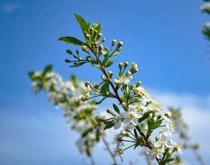 A sprig of cherry blossoms with white blooming flowers and a yellow core against a blue sky and other branches