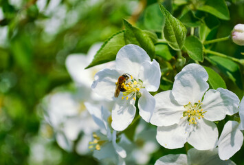 Close-up of a honey bee that pollinates a white flower of an apple tree against a background of bright green leaves