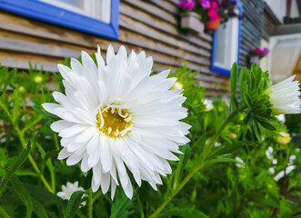 Close-up of a white beautiful flower with a yellow center in a flower bed in the middle of green grass