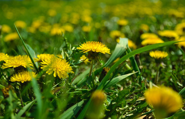 Close-up of yellow dandelions in the middle of bright and juicy green grass