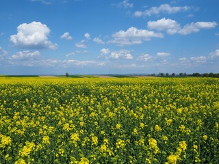 Kwitnące pole rzepaku, błękitne niebo i białe chmury, wiejski krajobraz / Blooming rape field,...