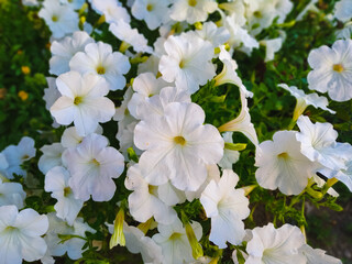 White beautiful and tender garden petunias in a flower bed close-up