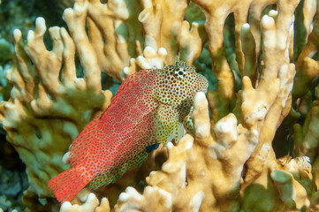 Maschio di bavosa leopardo, Exallias Brevis, tra i rami del corallo di fuoco, Millepora dichotoma © Massimo