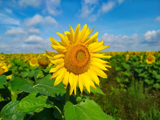 Yellow sunflower close-up in a field of sunflowers against the blue sky