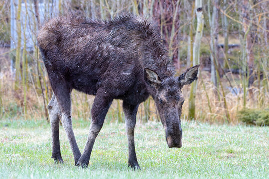 Pregnant Cow Moose in early spring. Colorado Rocky Mountains.