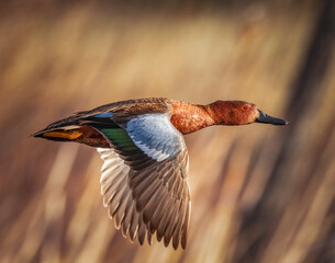 Cinnamon teal (Spatula cyanoptera) drake in flight wings down Colorado, USA