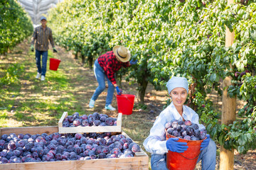 Obraz premium Positive female farm worker gathering harvest of ripe fresh plums on sunny summer day