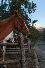 Horses with mountain background tied to the stable in the morning forest and road landscape.