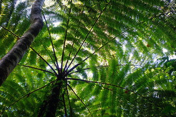 large ferns plant in the tropical atlantic forest in Brazil © Caio