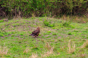 Tawny eagle (Aquila rapax) walking on meadow in Serengeti national park, Tanzania
