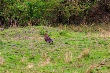 Tawny eagle (Aquila rapax) walking on meadow in Serengeti national park, Tanzania
