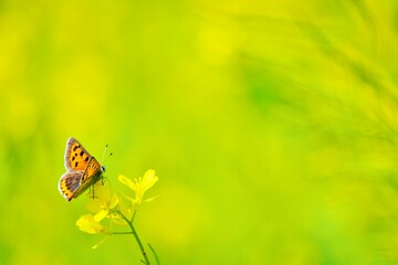 黄色い満開の菜の花の蜜を吸うベニシジミという名前のちょう