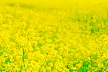 満開の黄色い菜の花畑