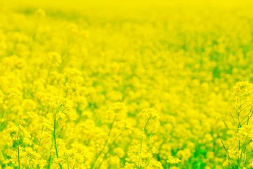 Fotobehang 満開の黄色い菜の花畑 © cattosus
