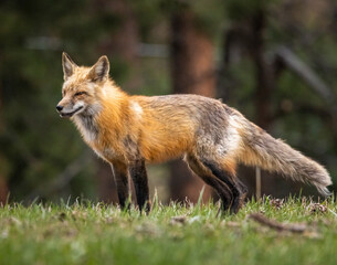 Red fox (Vulpes vulpes) adult standing in forest Colorado, USA
