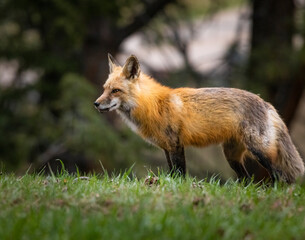 Red fox (Vulpes vulpes) adult standing in forest Colorado, USA